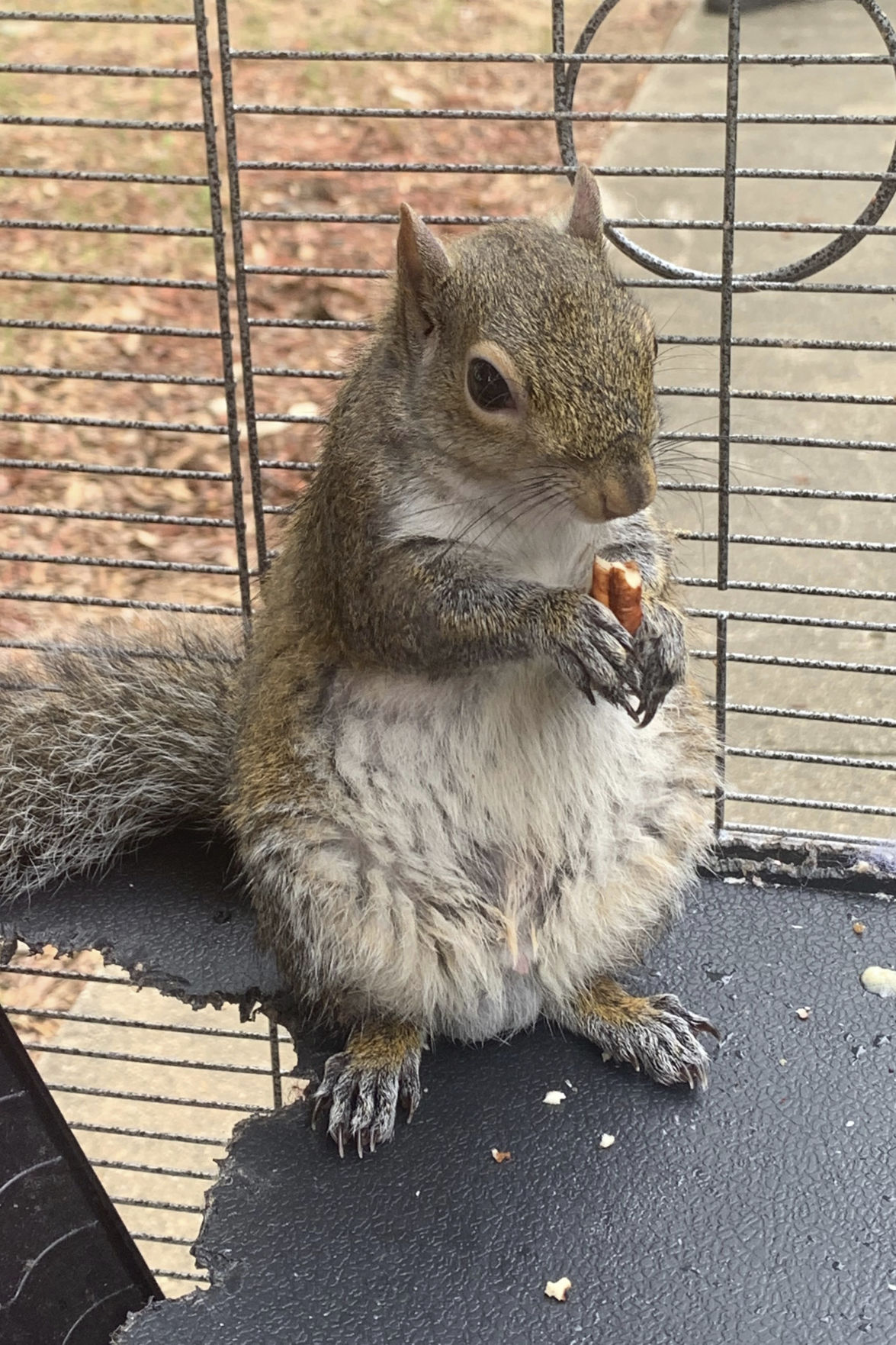 Attack Squirrel Meth